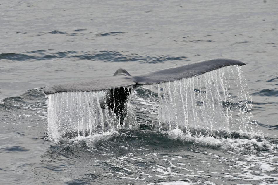 humpback whale fluke waterfall
