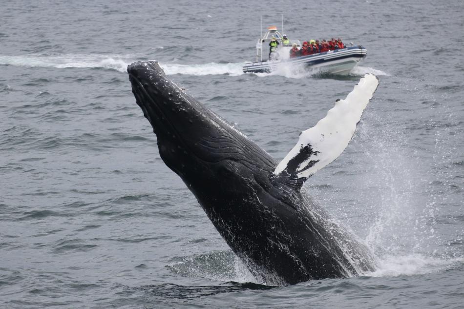 humpback whale breaching in front of RIB boat