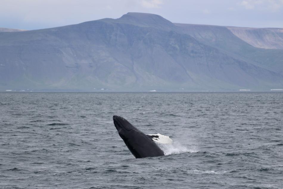 humpback whale breaching in front of mountain