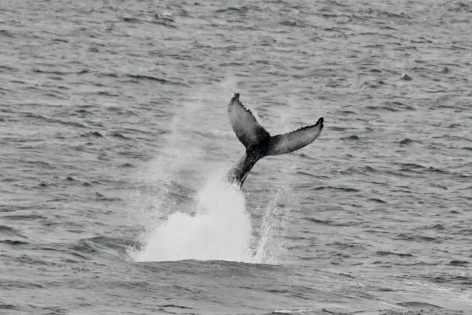 humpback whale tail slapping
