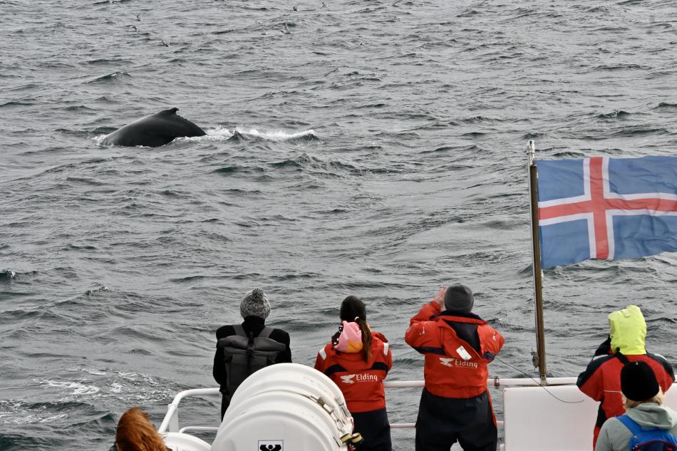 humpback whale and passengers