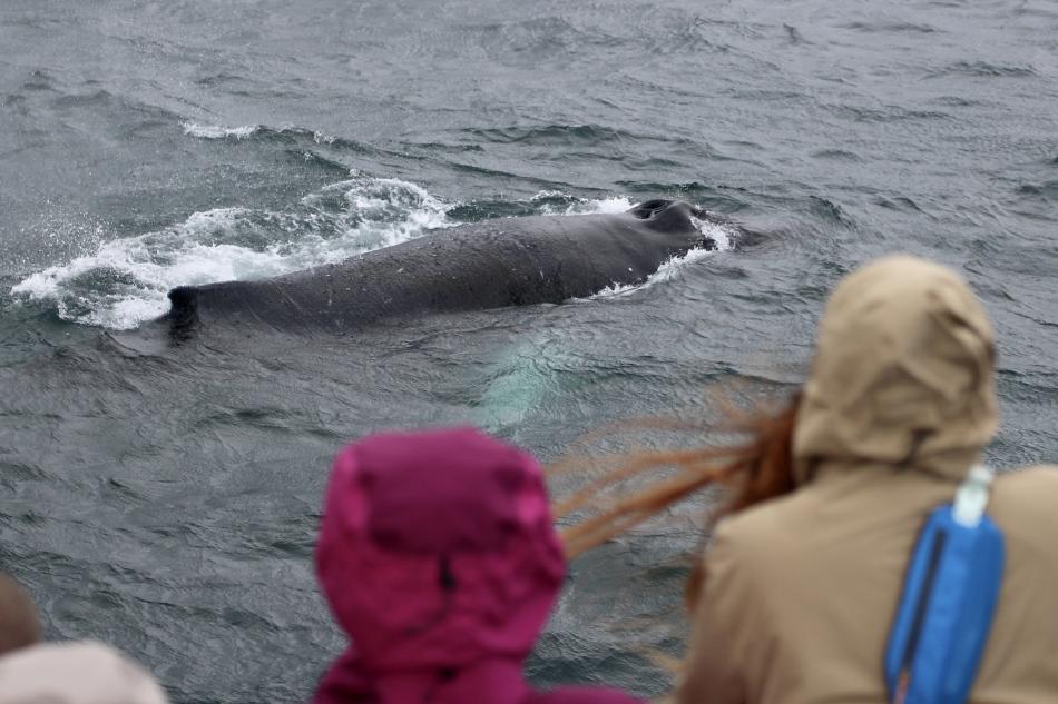 humpback whale and passengers