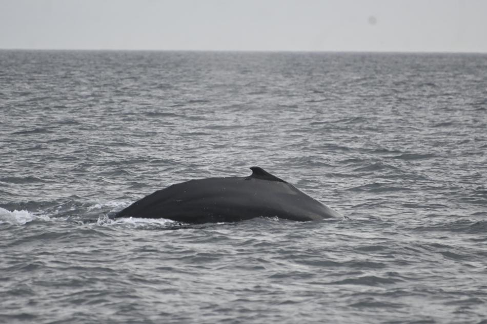 humpback whale dorsal fin