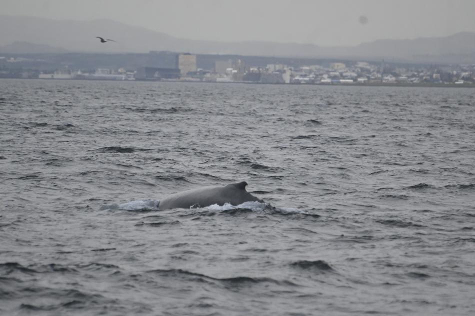 humpback whale dorsal fin with city in background