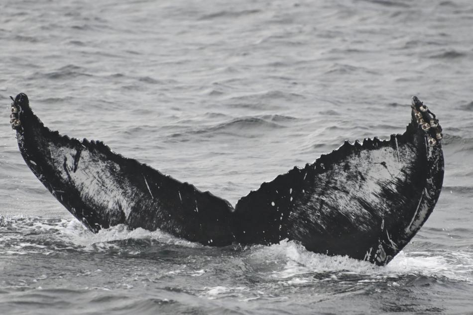 humpback whale fluke