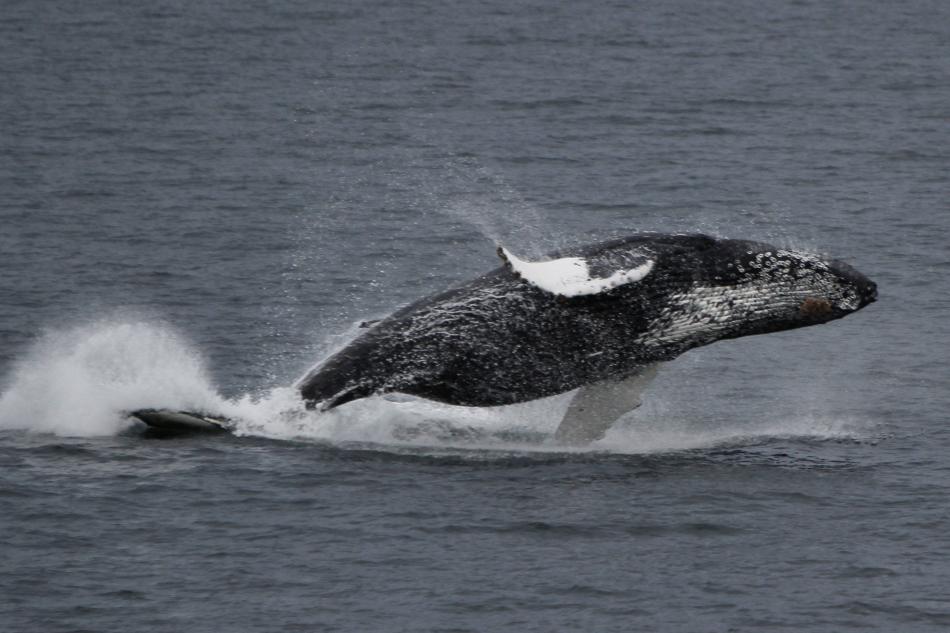 breaching humpback whale