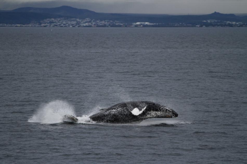 breaching humpback whale