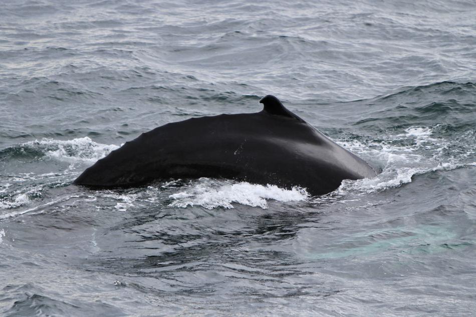 humpback whale dorsal fin