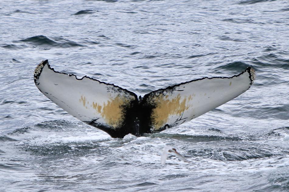 humpback whale fluke