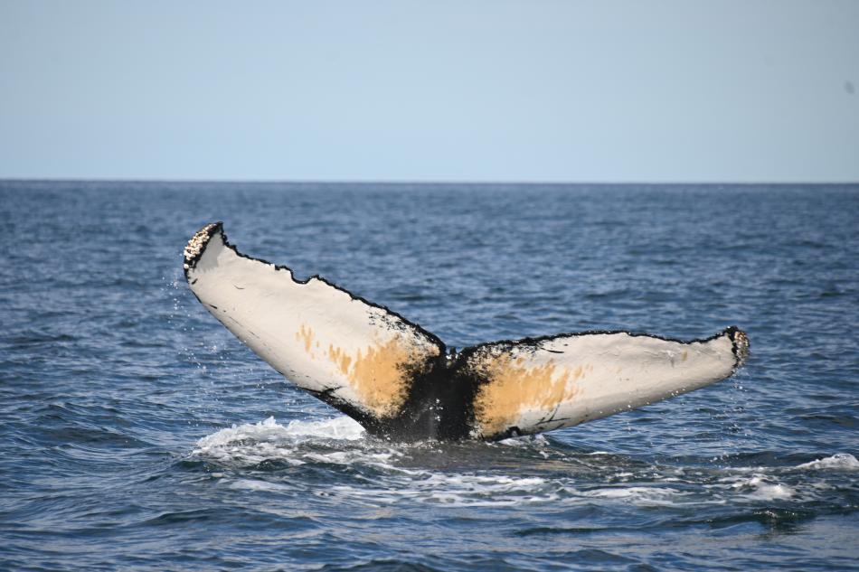 humpback whale fluke
