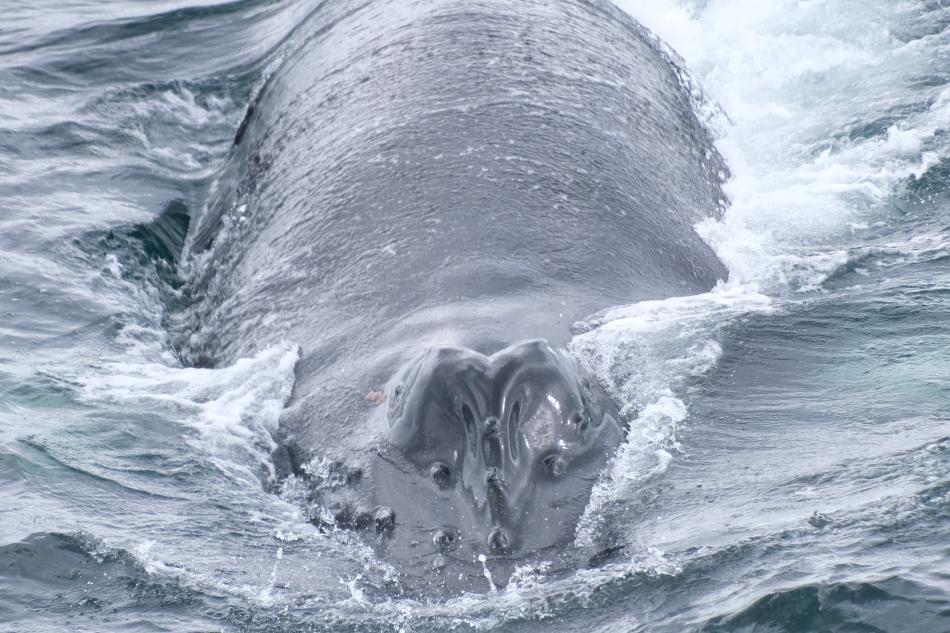 humpback whale rostrum