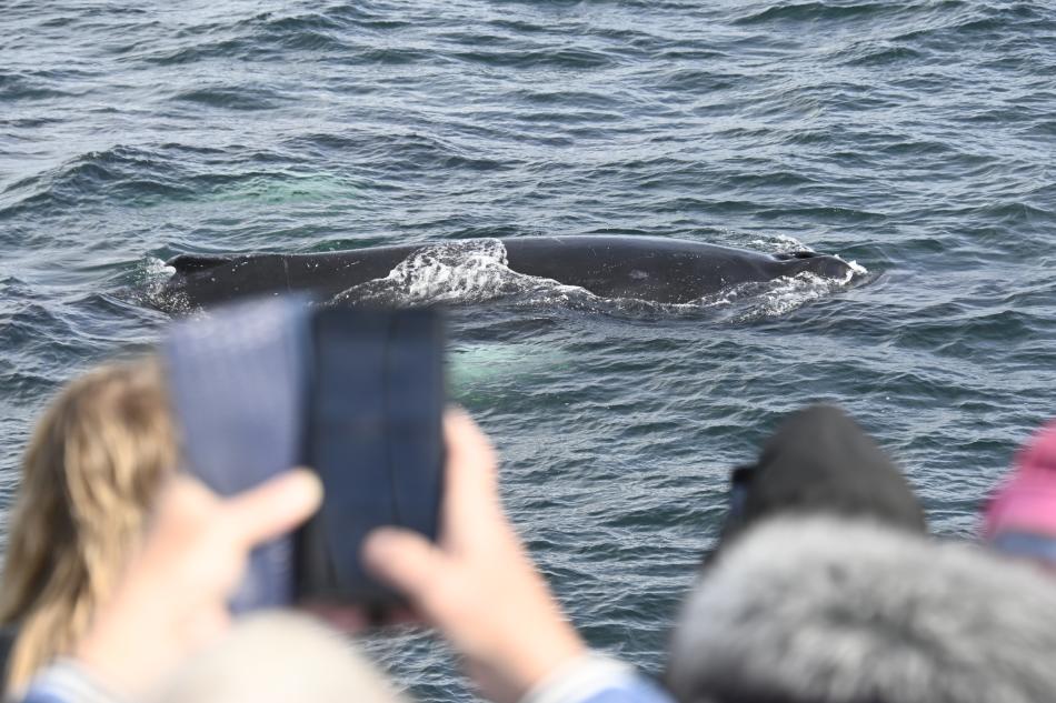 humpback whale and passengers