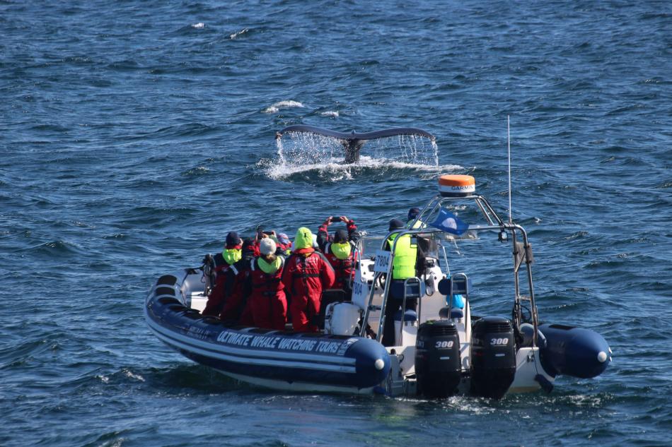 humpback whale and rib boat