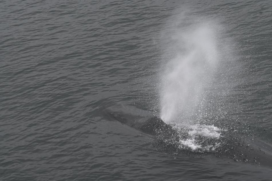 humpback whale spout