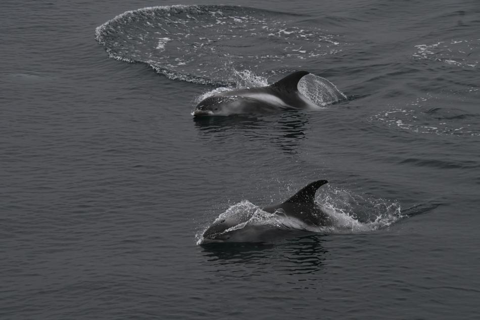 white-beaked dolphins