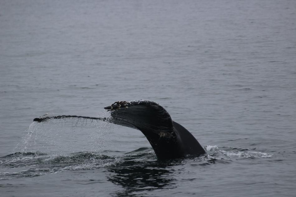 humpback whale fluke