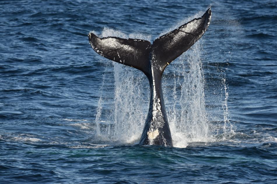 humpback whale tail throwing