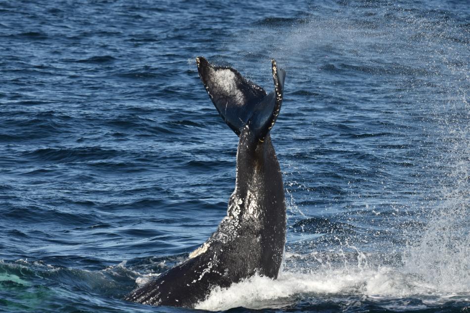 humpback whale fluke