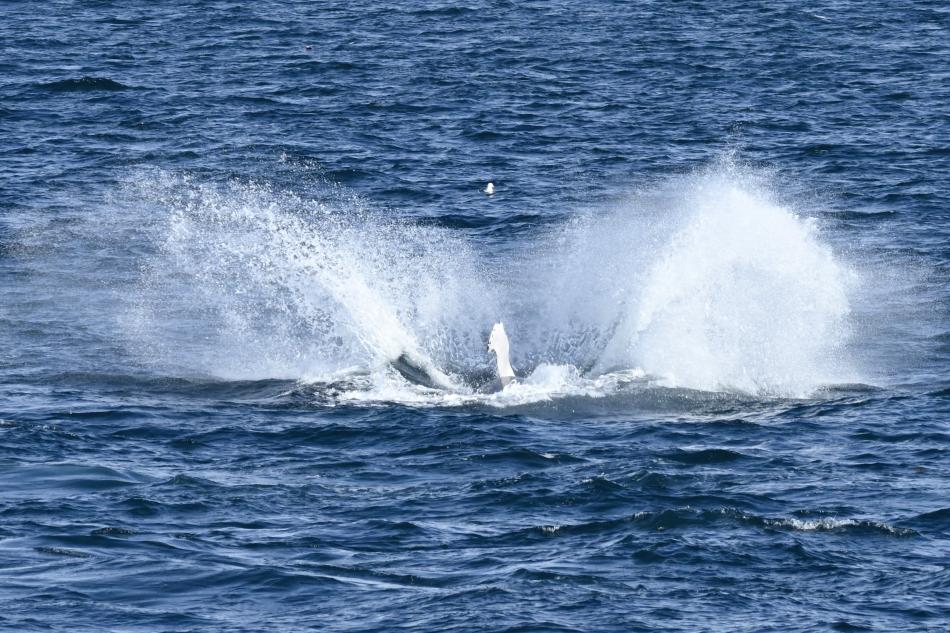 humpback whale breaching splash