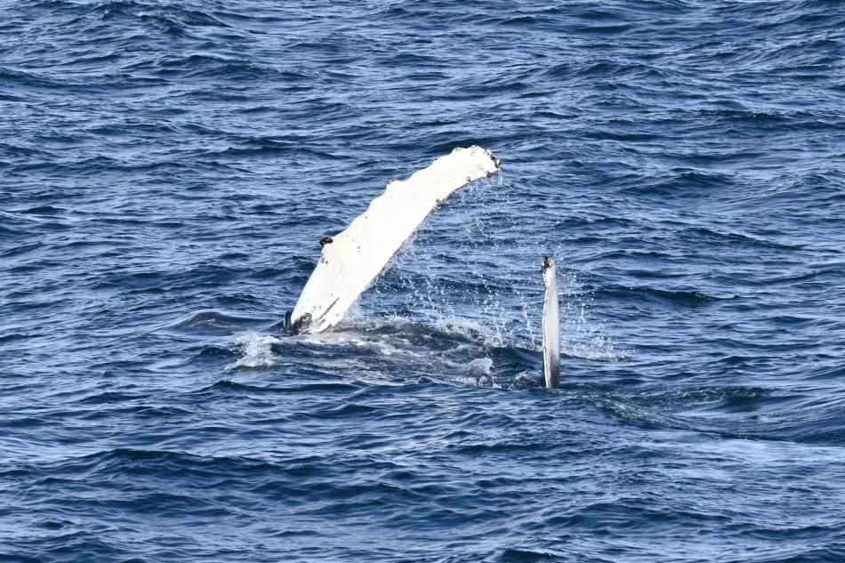 humpback whale pectoral fin