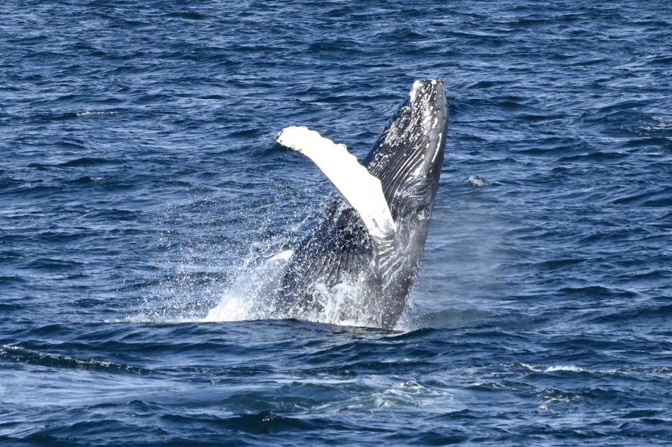 humpback whale breaching