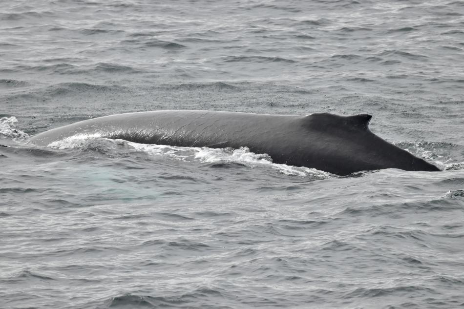 humpback whale dorsal fin