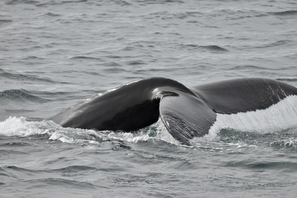 humpback whale fluke