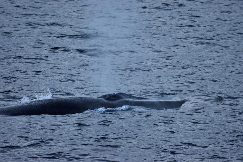 fin whale