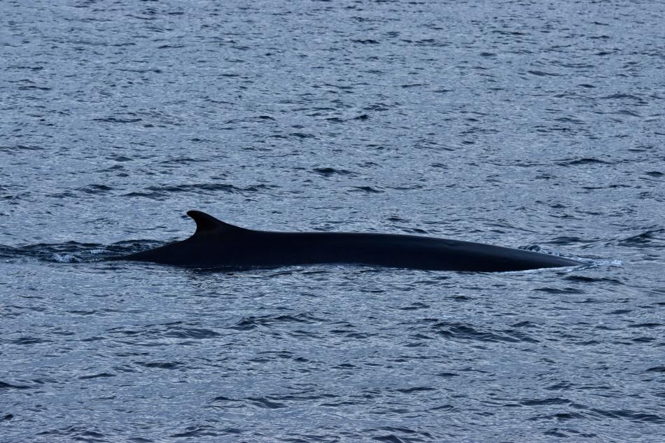 fin whale dorsal fin