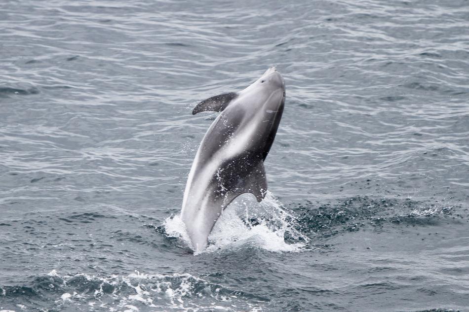 white-beaked dolphin