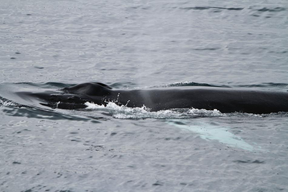 humpback whale