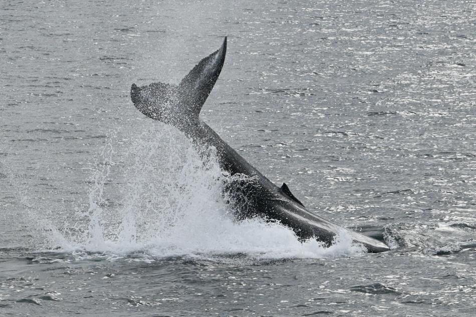 humpback whale peduncle throw