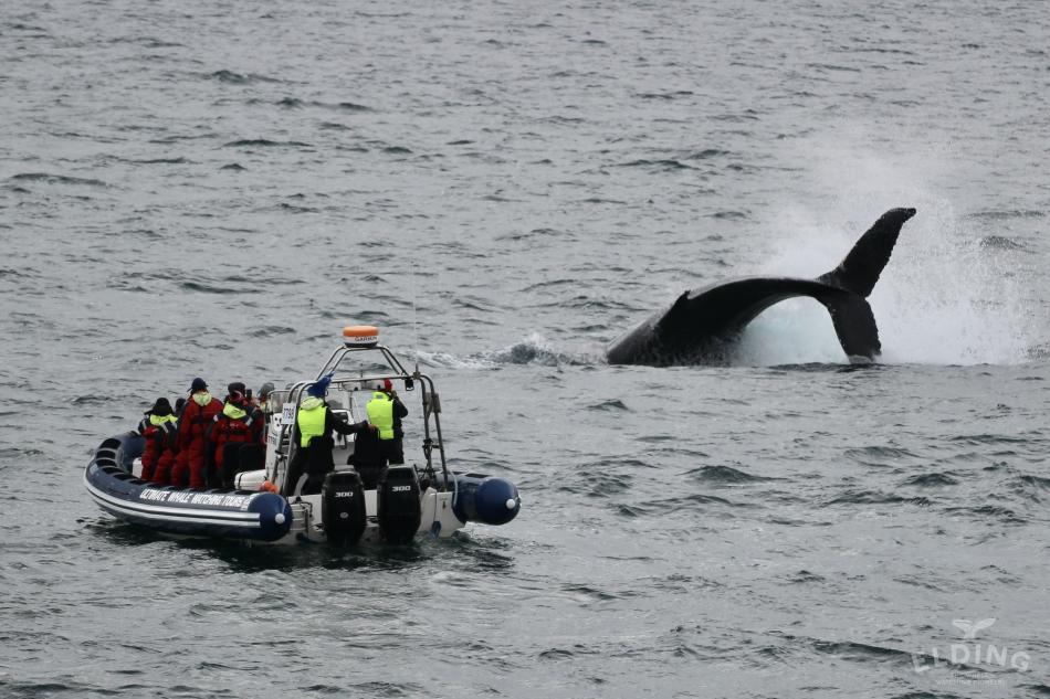 humpback whale tail throwing in front of RIB boat