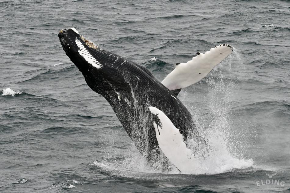 humpback whale breaching