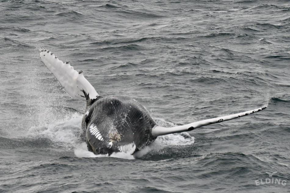 breaching humpback whale