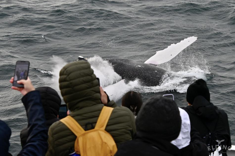 passengers looking at a breaching whale