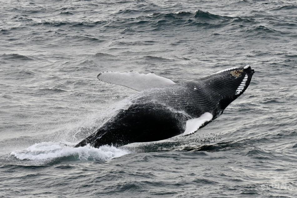 humpback whale breaching