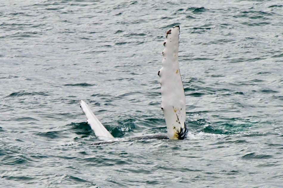 humpback whale pectoral fins