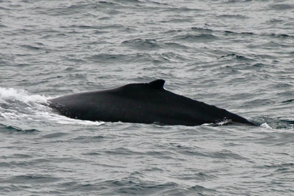 humpback whale dorsal fin