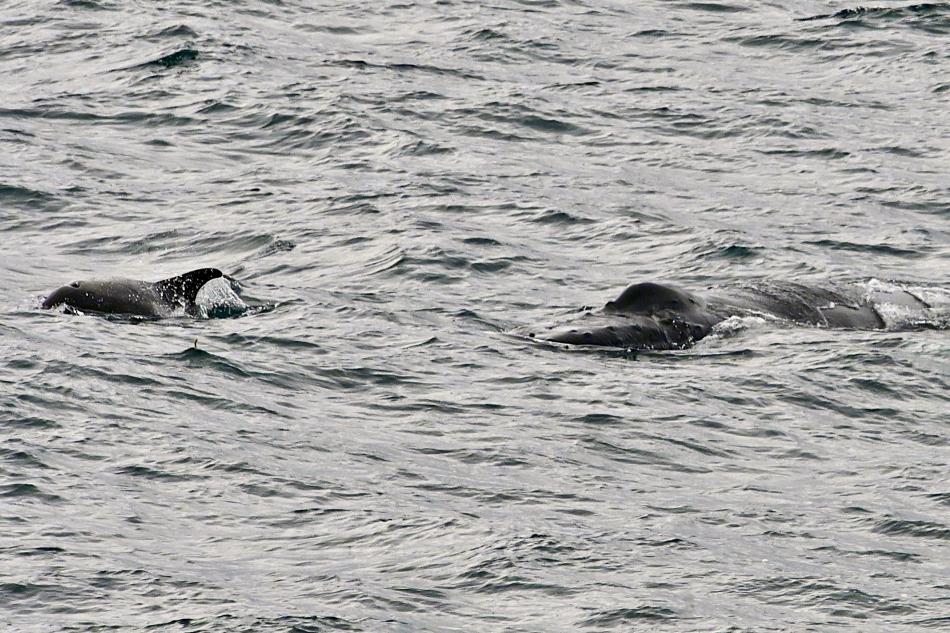 humpback whale and dolphin