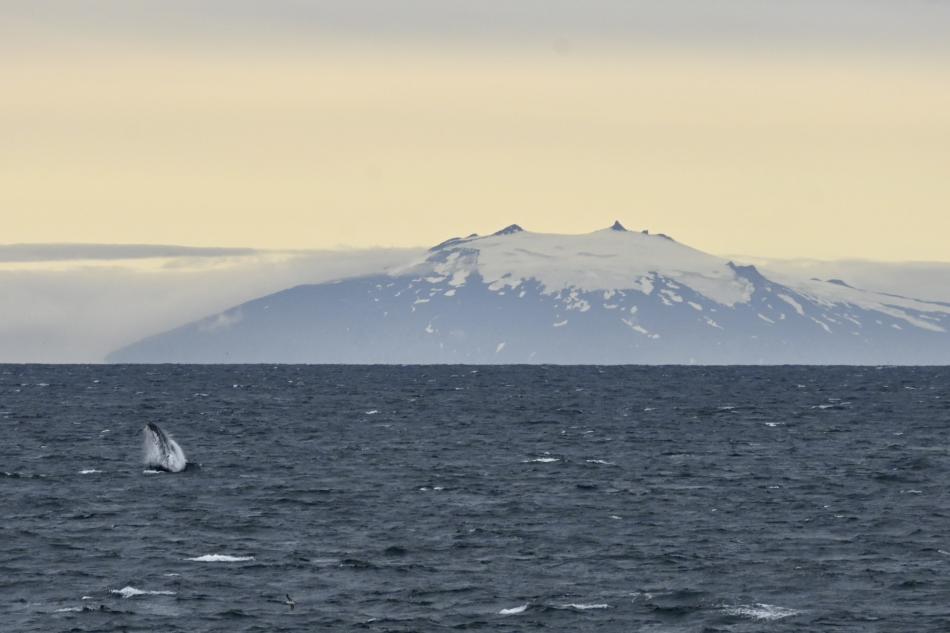 snæfellsjökull glacier with breaching whale in front