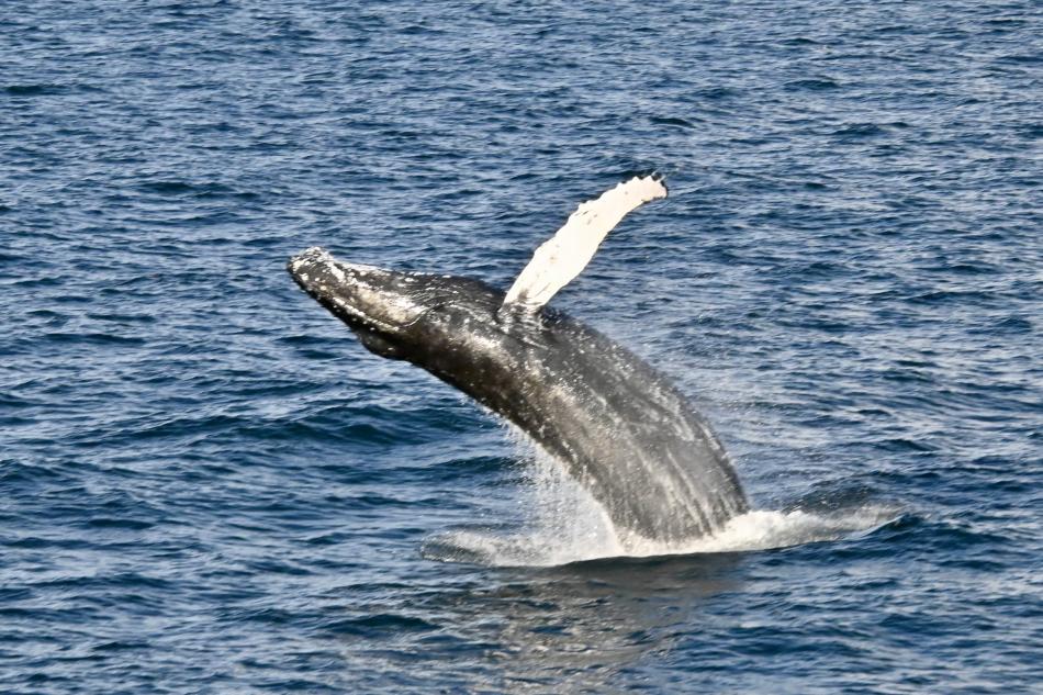 breaching humpback whale