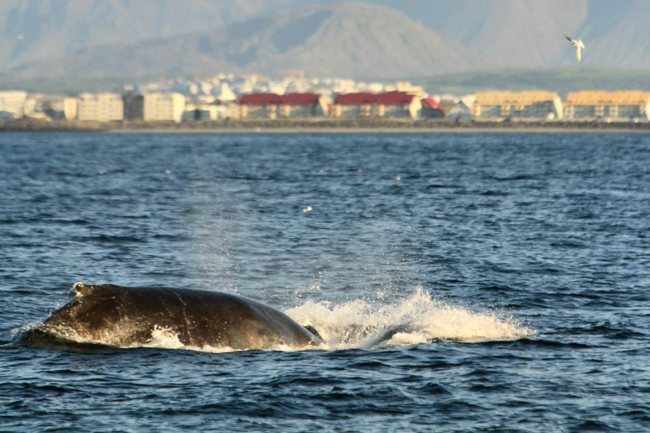 humpback whale with Reykjavik in background
