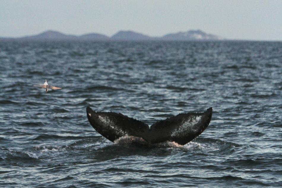 humpback whale fluke