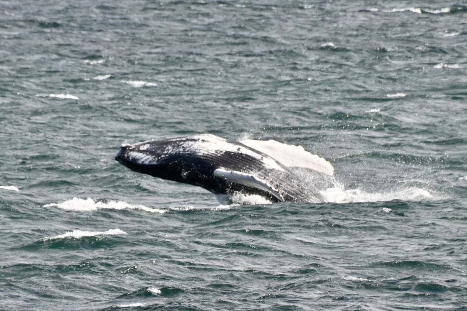 breaching humpback whale