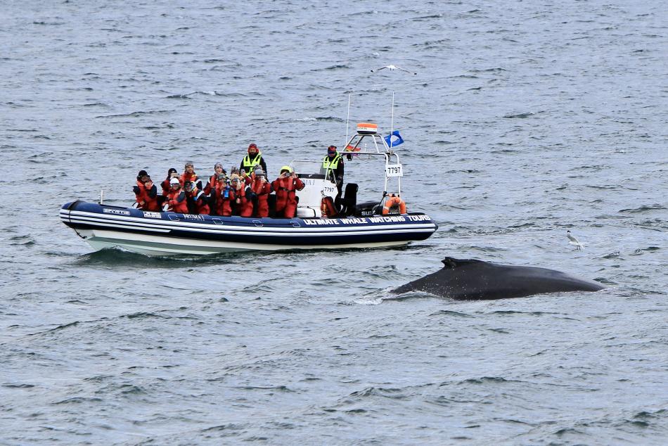 humpback whale in front of rib boat