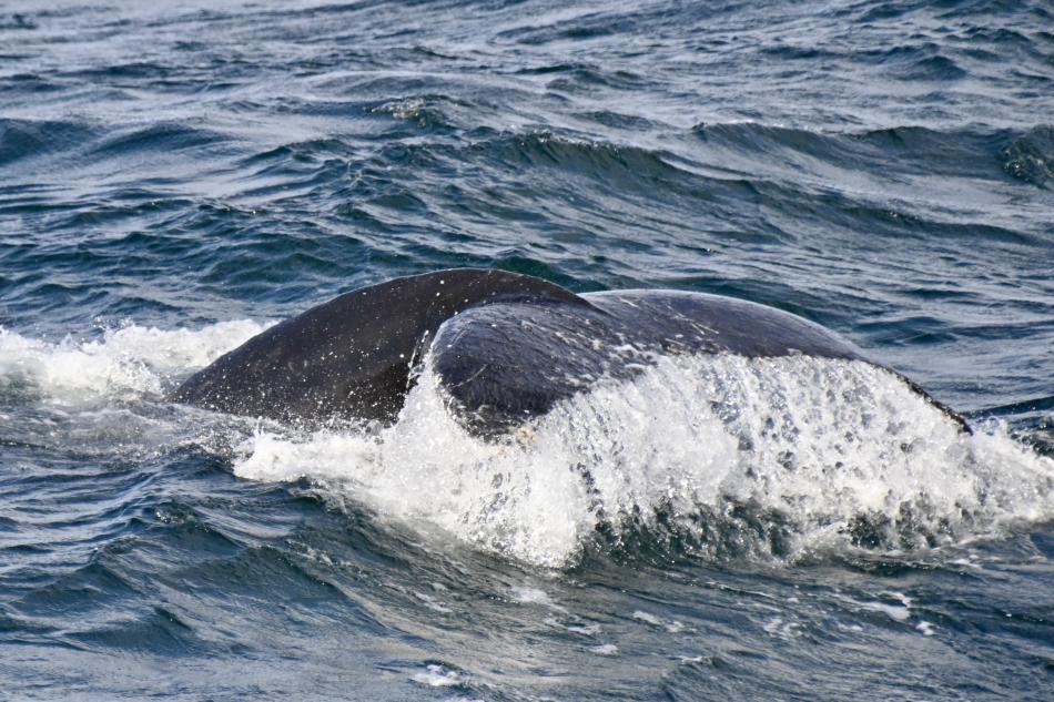 humpback whale fluke