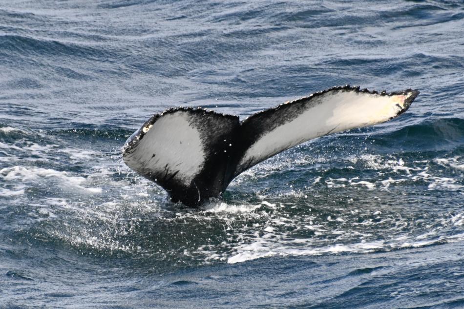 humpback whale fluke