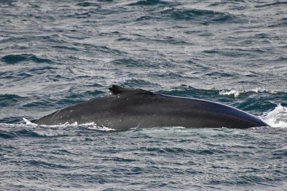 humpback whale dorsal fin