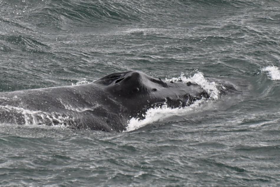 humpback whale